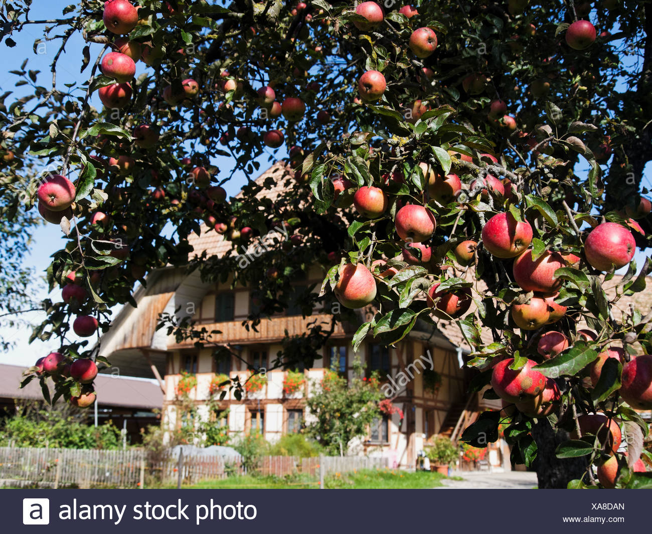 Apple, Apple tree, granja, árbol, cortijo, Emmental, cantón de Berna, Berna, frutas, huerto, Rüderswil, Suiza, Europa Foto de stock