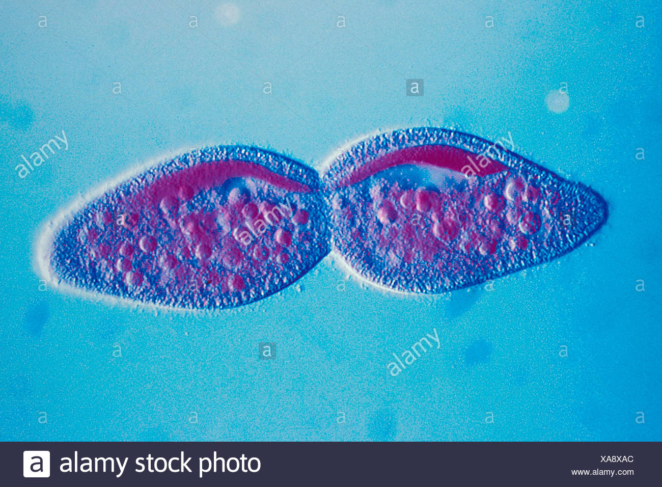 Paramecio división bajo microscopio óptico Foto de stock