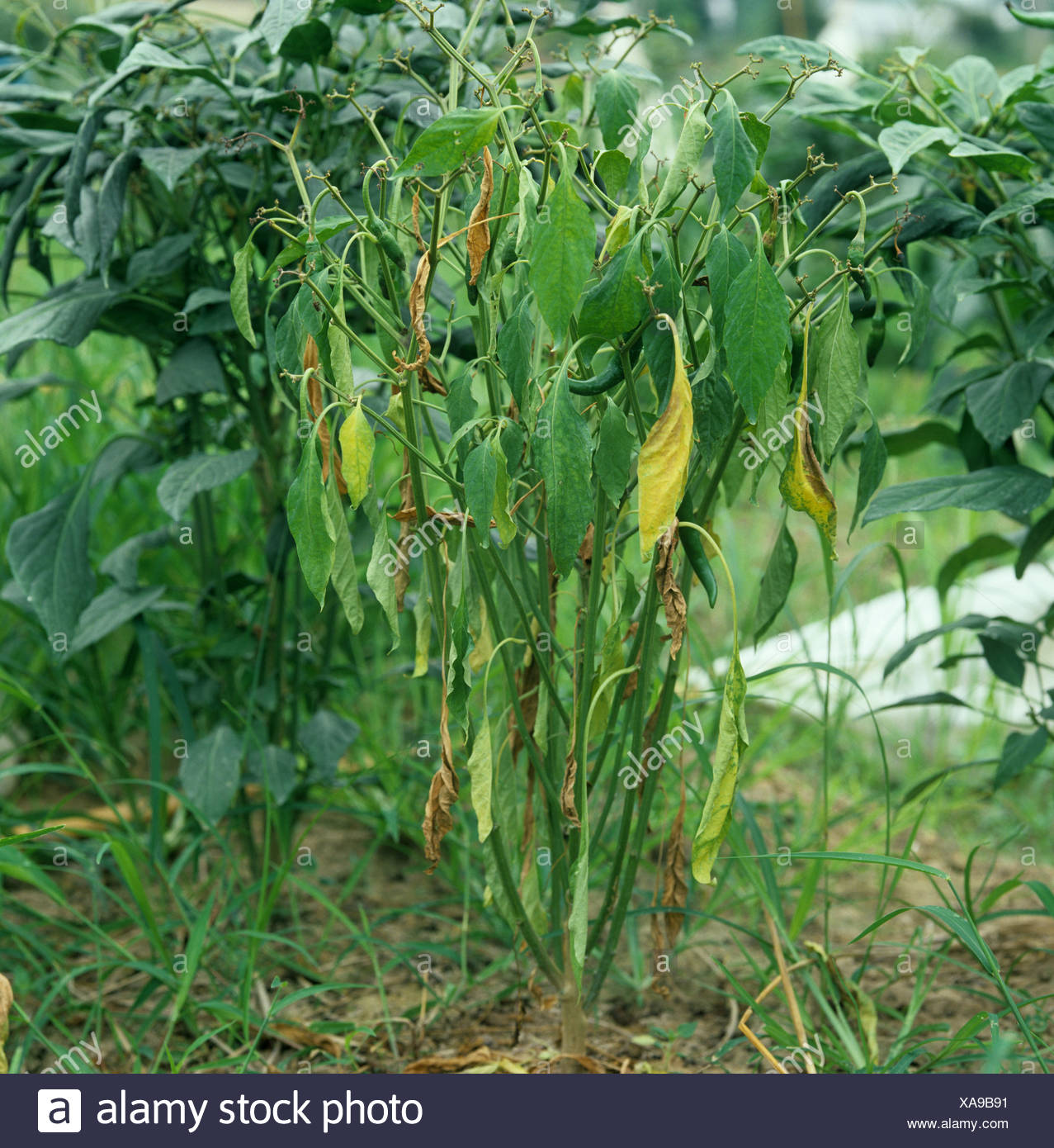 La marchitez bacteriana Pseudomonas solanacearum en planta de Pimiento Capsicum madura Tailandia Foto de stock