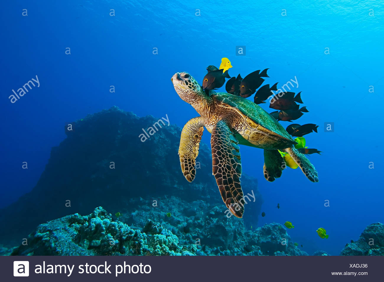 Especies en peligro de extinción, tortugas marinas verdes, Chelonia mydas, siendo limpiado por Yellow Tang, Zebrasoma flavescens Foto de stock
