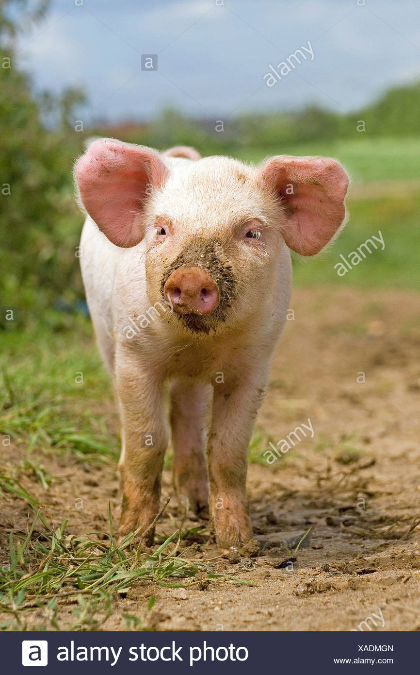 Los Animales Porcinos Lechon Bebe Los Bebes De Granjas De Cerdos Domesticos Cerdos Domesticados Granjas Agricolas La Agricultura Omnivoras Mamiferos Mamiferos Omnivoros Fotografia De Stock Alamy