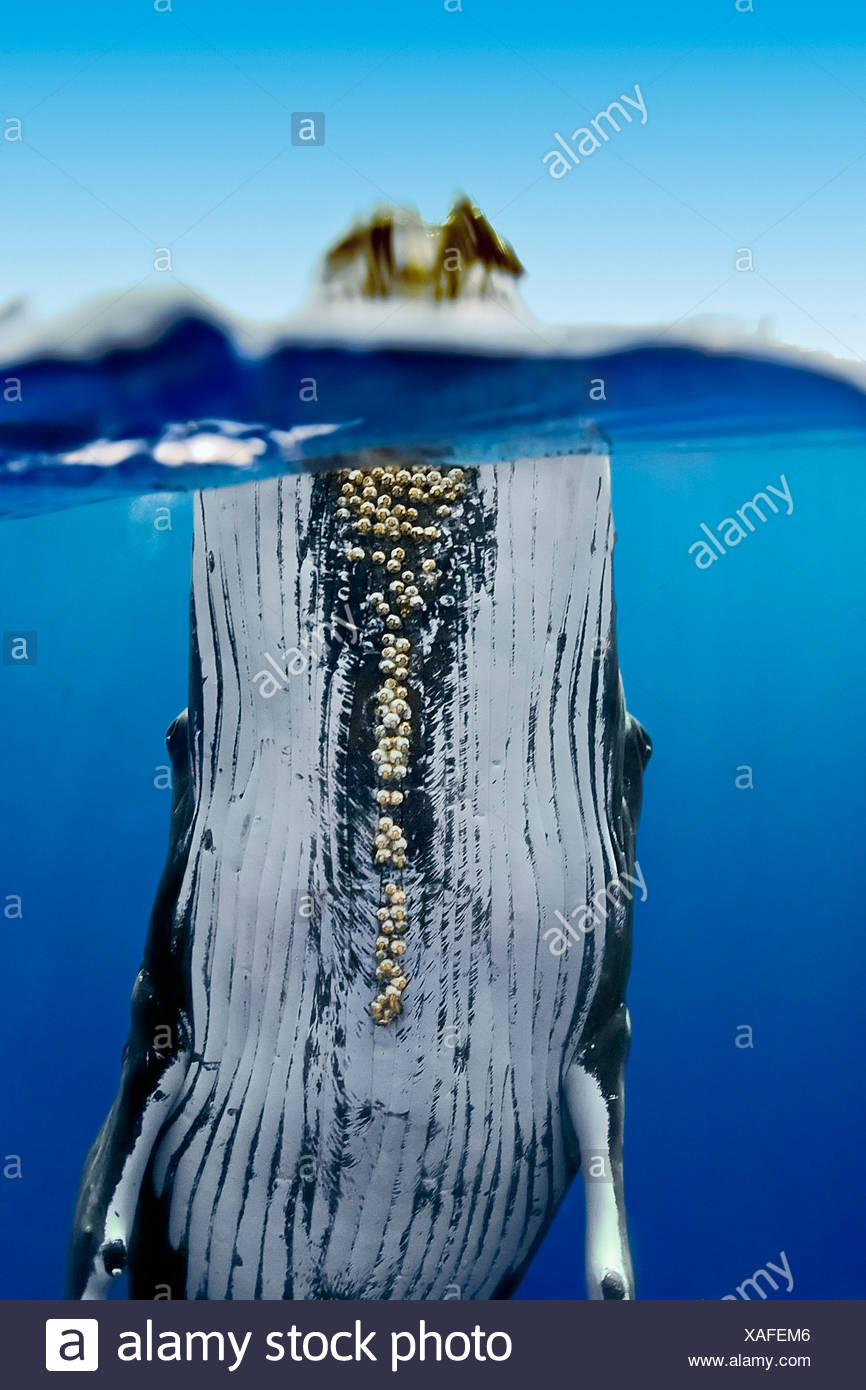 La ballena jorobada, Megaptera novaeangliae. Gran hembra adulta mostrando bien desarrollado de bellota parasitaria percebes fijado bajo la barbilla Foto de stock