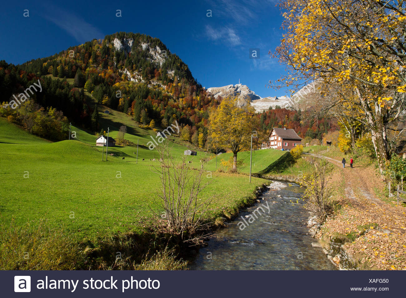 Toggenburg, Unterwasser, SG Alpstein, Säntis, montaña, montañas, otoño, SG, en el cantón de San Gallen, Toggenburg, Alpstein, Säntis, Foto de stock