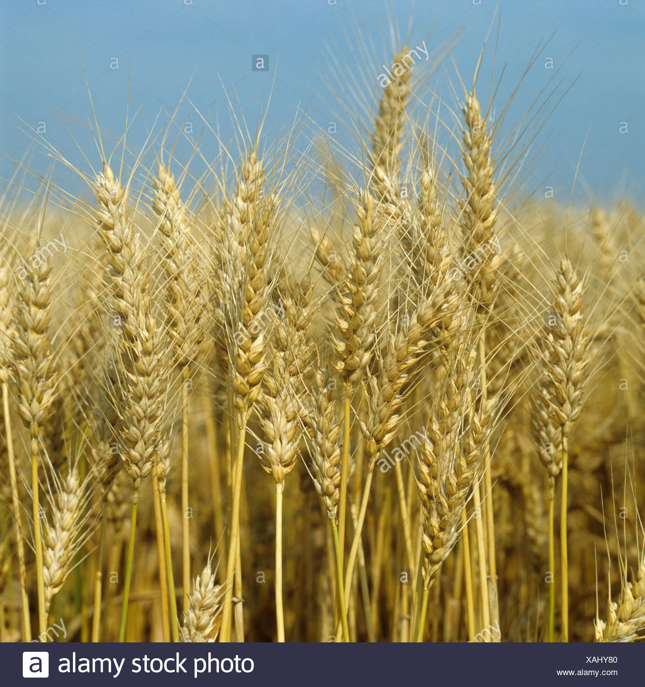 Espigas maduras de trigo barbudo Foto de stock