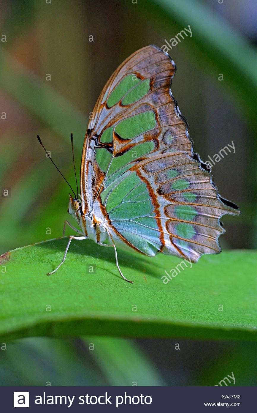 Malaquita (Siproeta stelenes), sobre una hoja Foto de stock