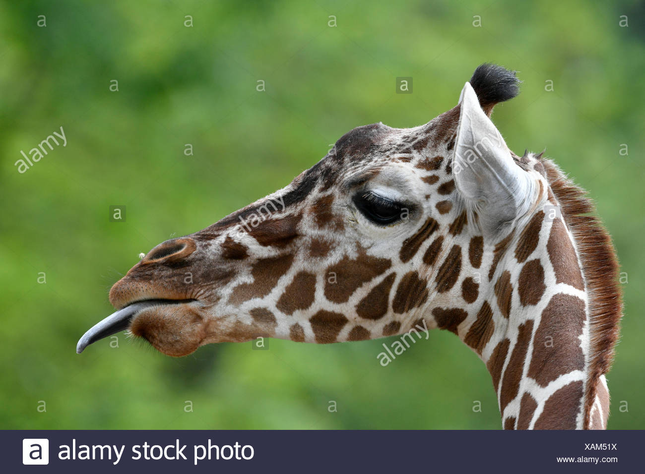 Jirafa reticulada (Giraffa camelopardalis reticulata), retrato, le saca la lengua, cautiva Foto de stock