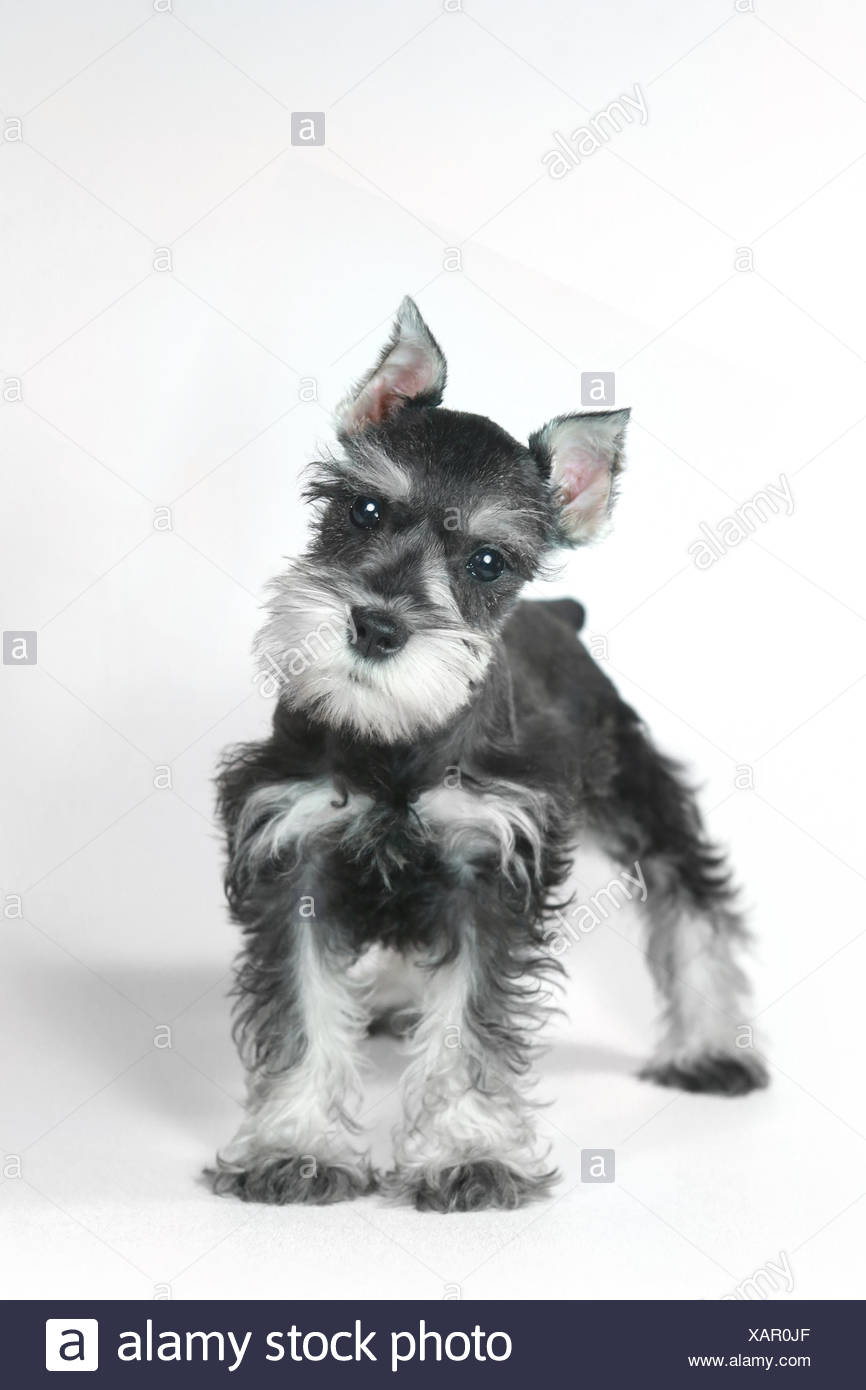 Bebe Lindo Perrito Schnauzer Miniatura En Blanco Fotografia De Stock Alamy