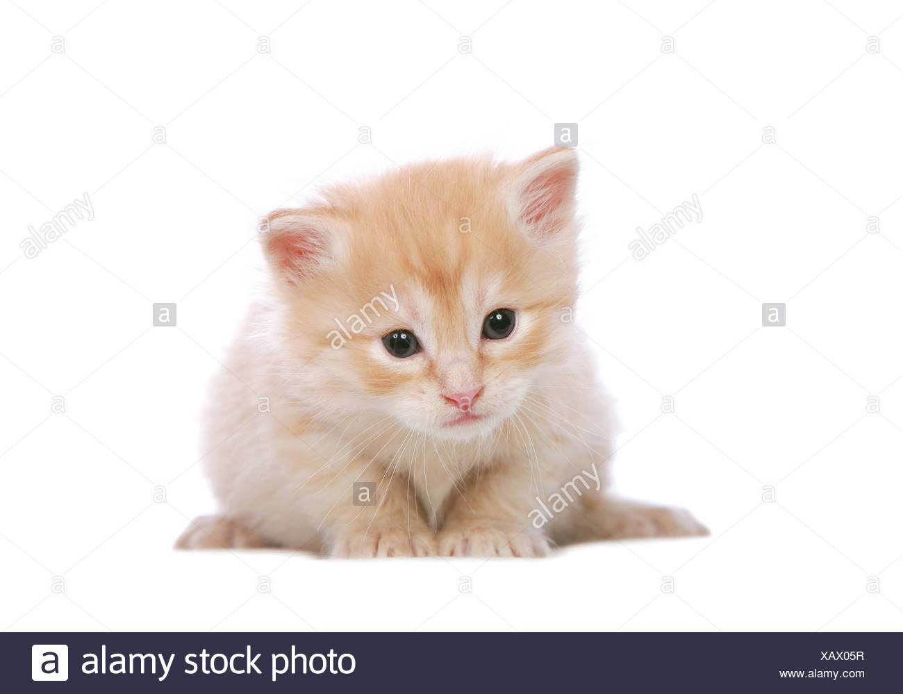 Bebe Gatito Gato Angora Jengibre Blanco Rojo Ojos Gatos Oidos Mirar De Refilon Ver Ver Fotografia De Stock Alamy