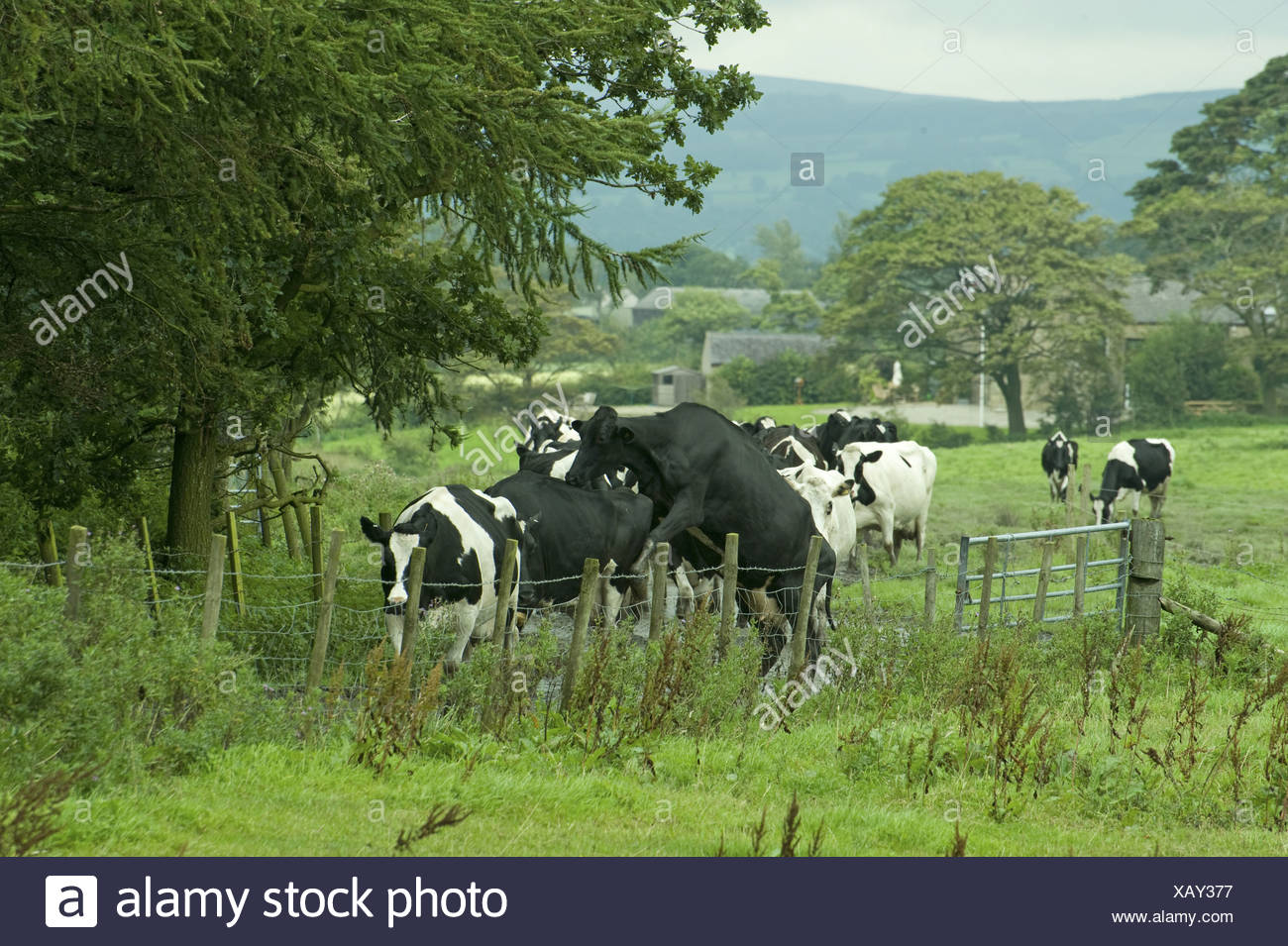 Bulling Cow Fotos e Imágenes de stock Alamy
