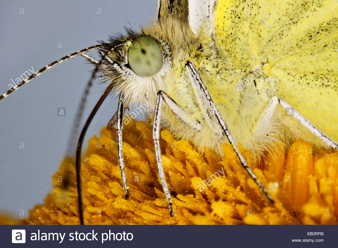 Gran blanco (Pieris brassicae), chupar néctar de una telekia, Alemania, en el Estado federado de Mecklemburgo-Pomerania Foto de stock