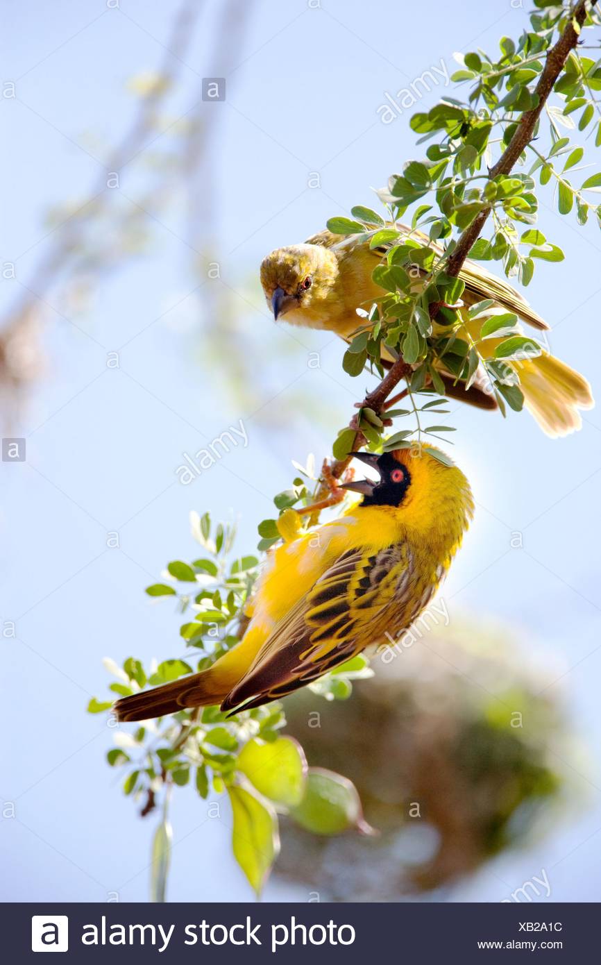 pájaros tejedores Foto de stock