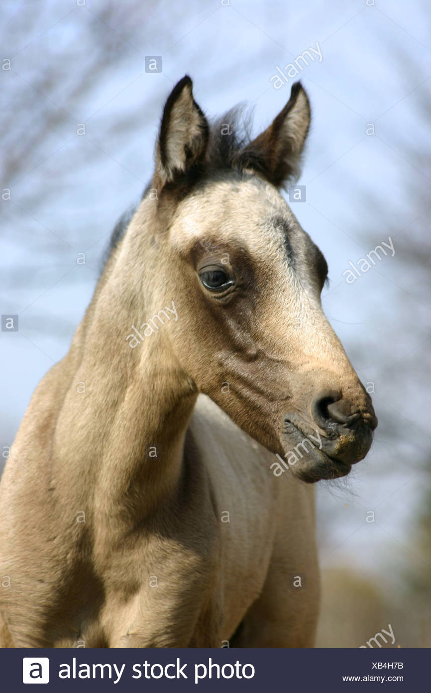 Potro de Paso Fino Foto de stock