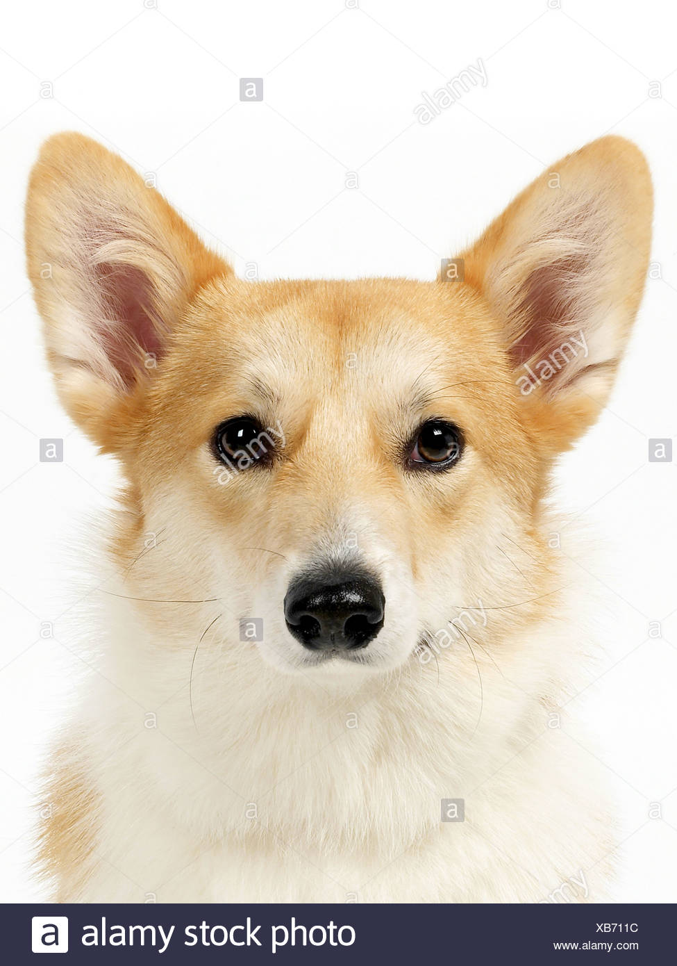 Un retrato de un corgi. Foto de stock