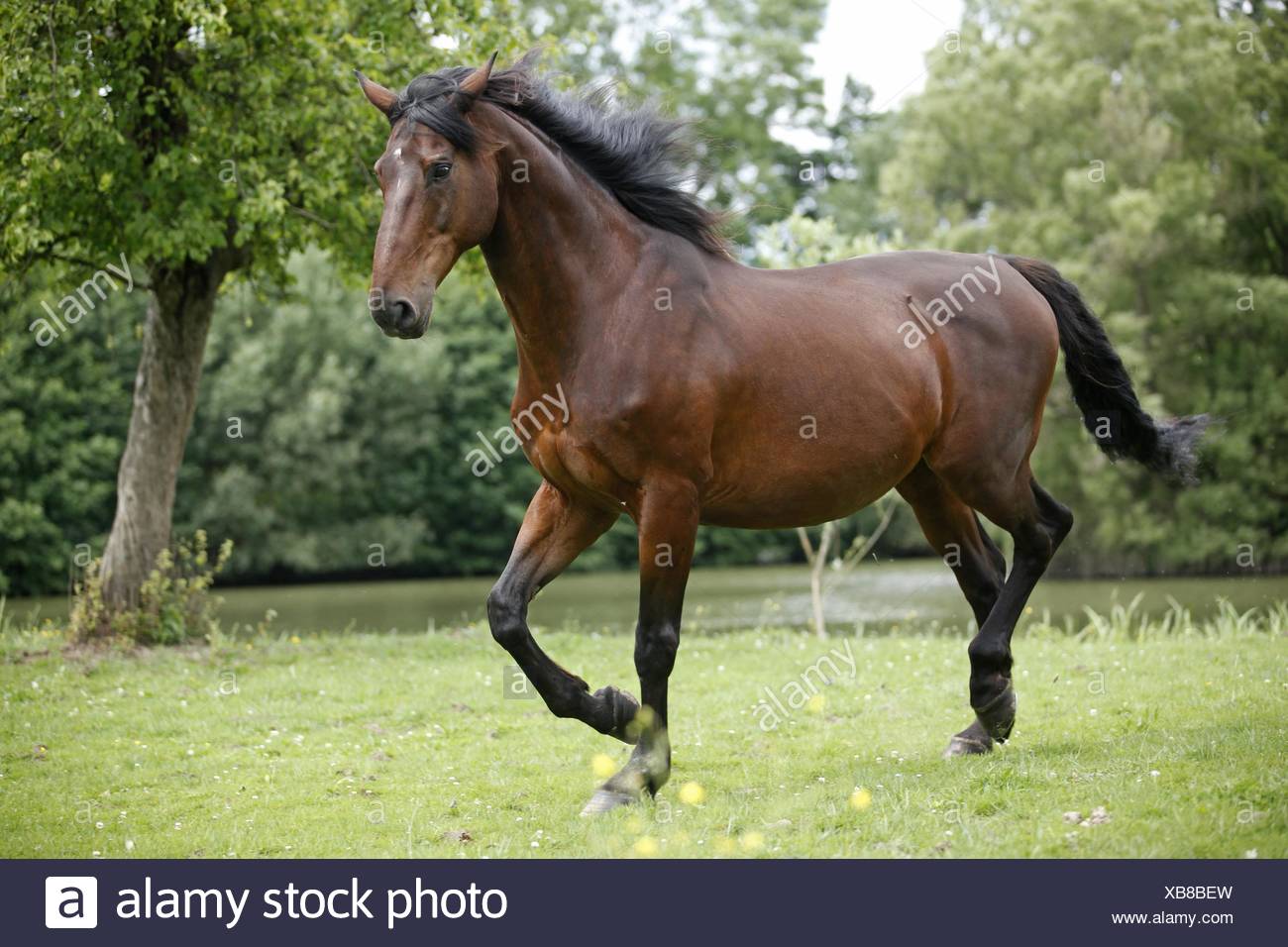 Caballos pura sangre inglés Fotografía de stock - Alamy