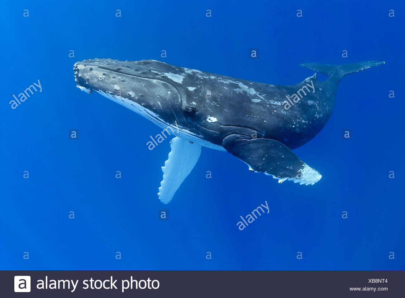 La ballena jorobada, Megaptera novaeangliae, Hawaii, EE.UU. Foto de stock