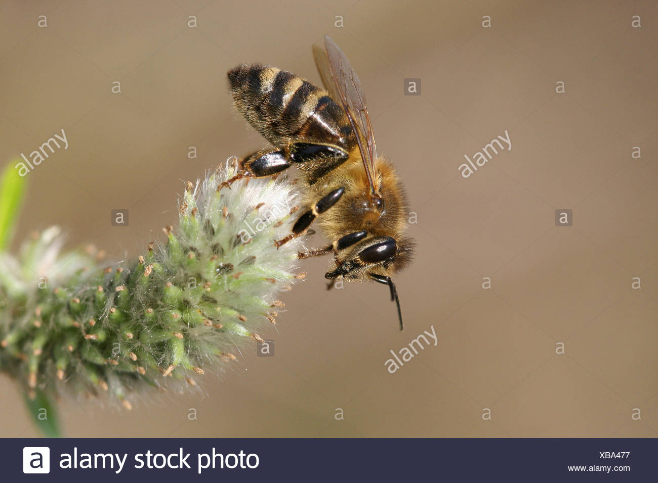 Occidental Europeo de miel de abejas o miel de abejas (Apis mellifera) en una cabra flor de sauce (Salix caprea), Turingia, Alemania Foto de stock