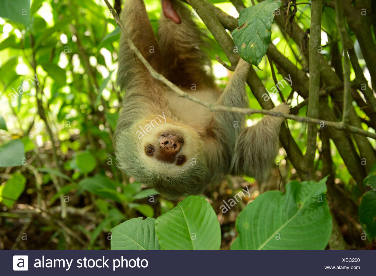 Dos de Hoffmann, pereza (Choloepus hoffmanni vetado), colgado boca abajo de un árbol, La Fortuna, Costa Rica, Centroamérica Foto de stock