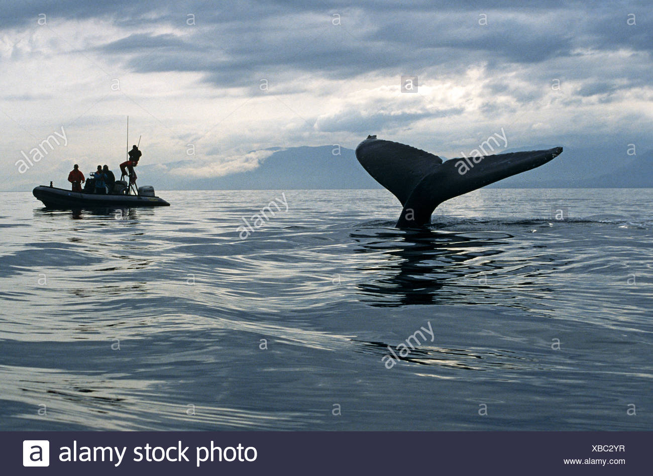Ballena Jorobada sonando, observados por los investigadores, Alaska Foto de stock