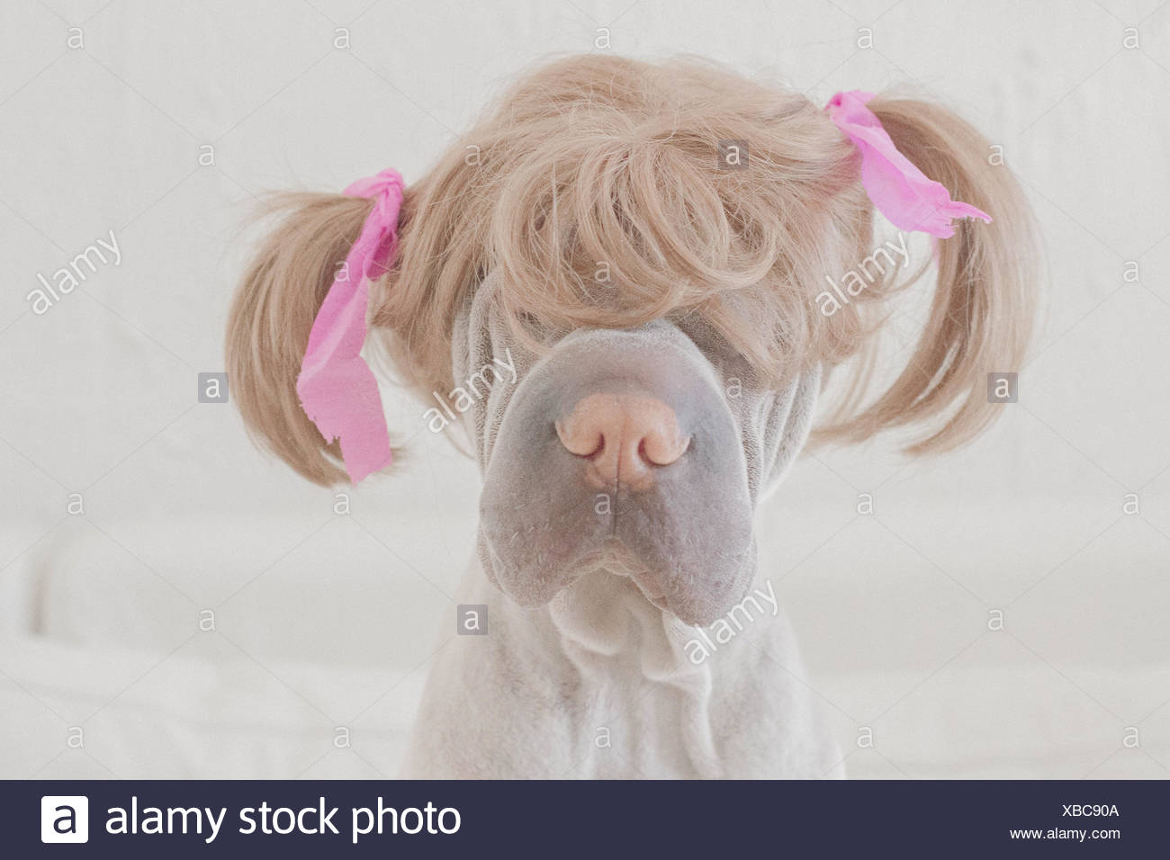 Shar pi perro con una peluca con lechones Foto de stock