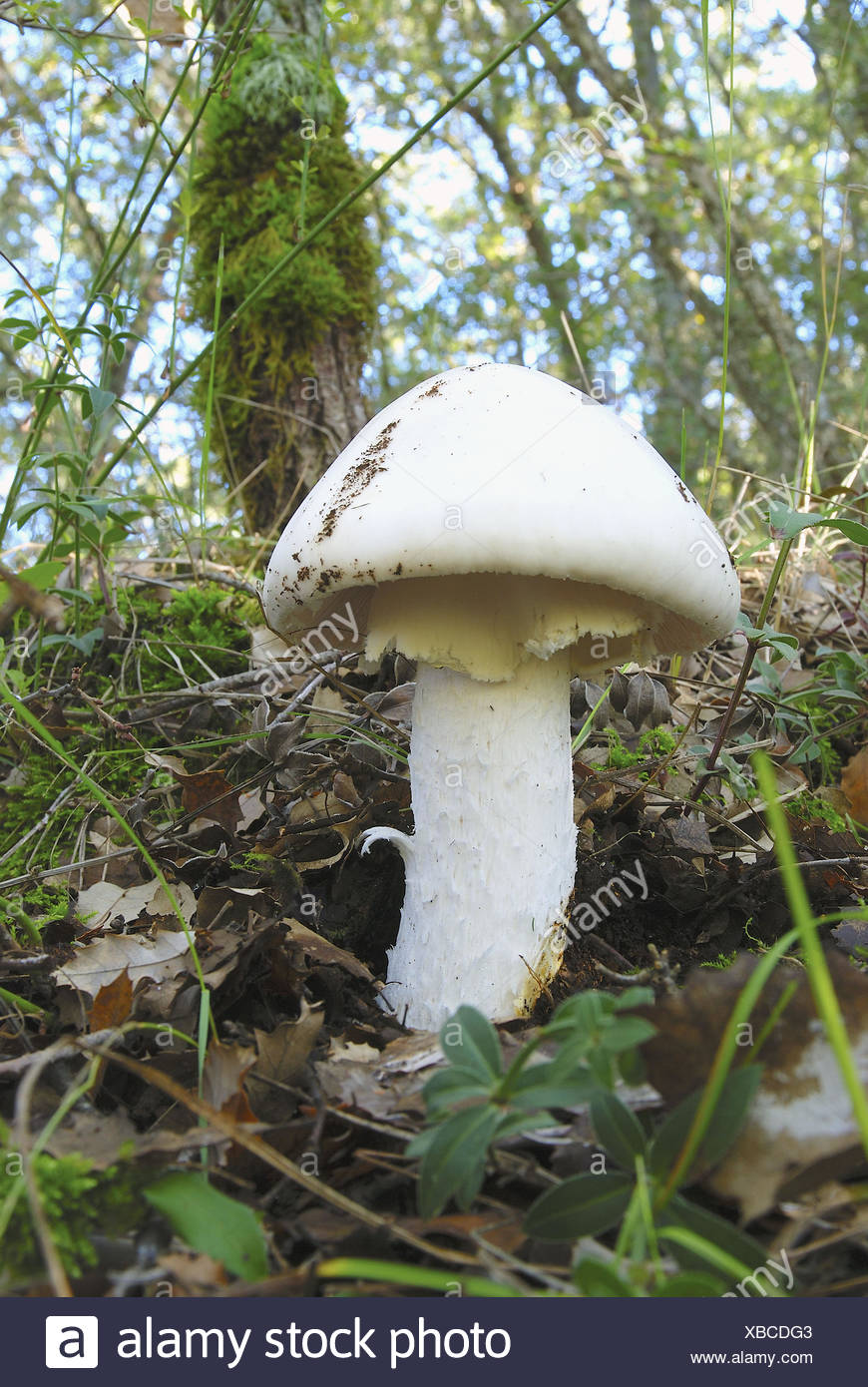 Amanita ovoidea proxima inmaduros Quercus faginea en el suelo Foto de stock