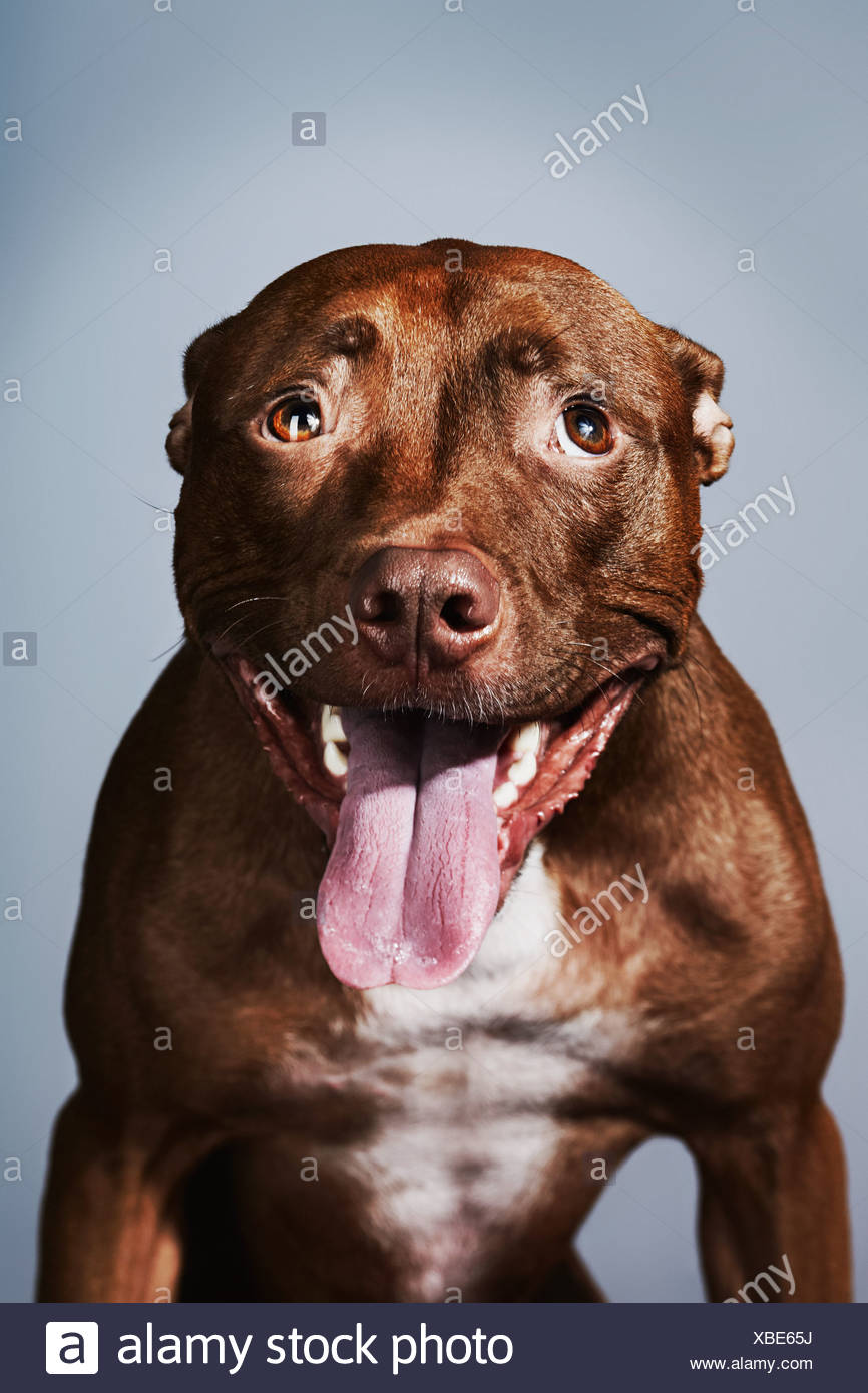 Pitbull Marron Fotos E Imagenes De Stock Alamy