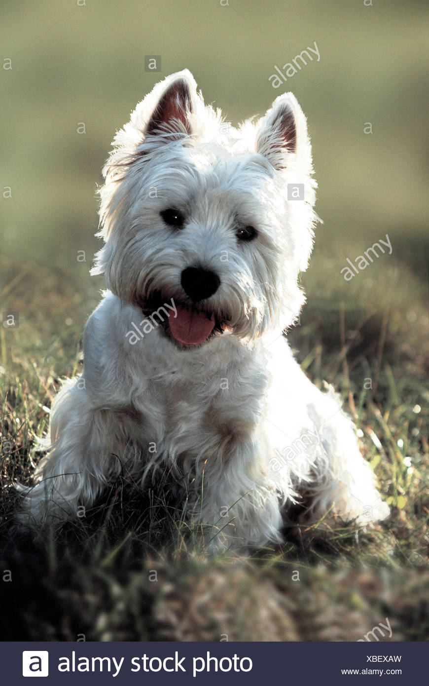 Westhighland White Terrier / Westie Imagen De Stock