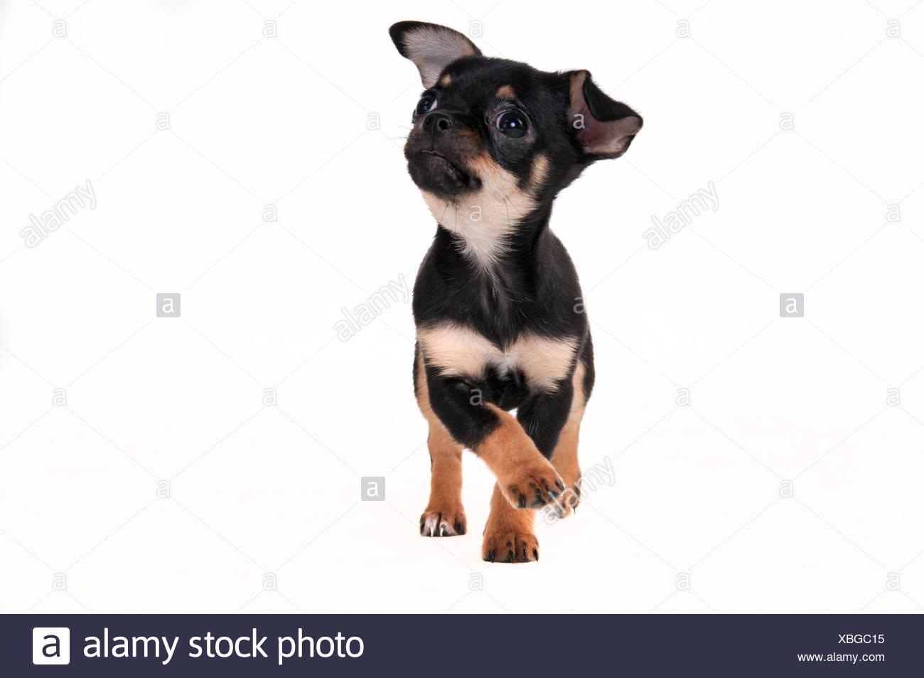 Chihuahua De Pelo Corto Puppy 11 Semanas Negro Y Marron Pelaje Liso Fotografia De Stock Alamy