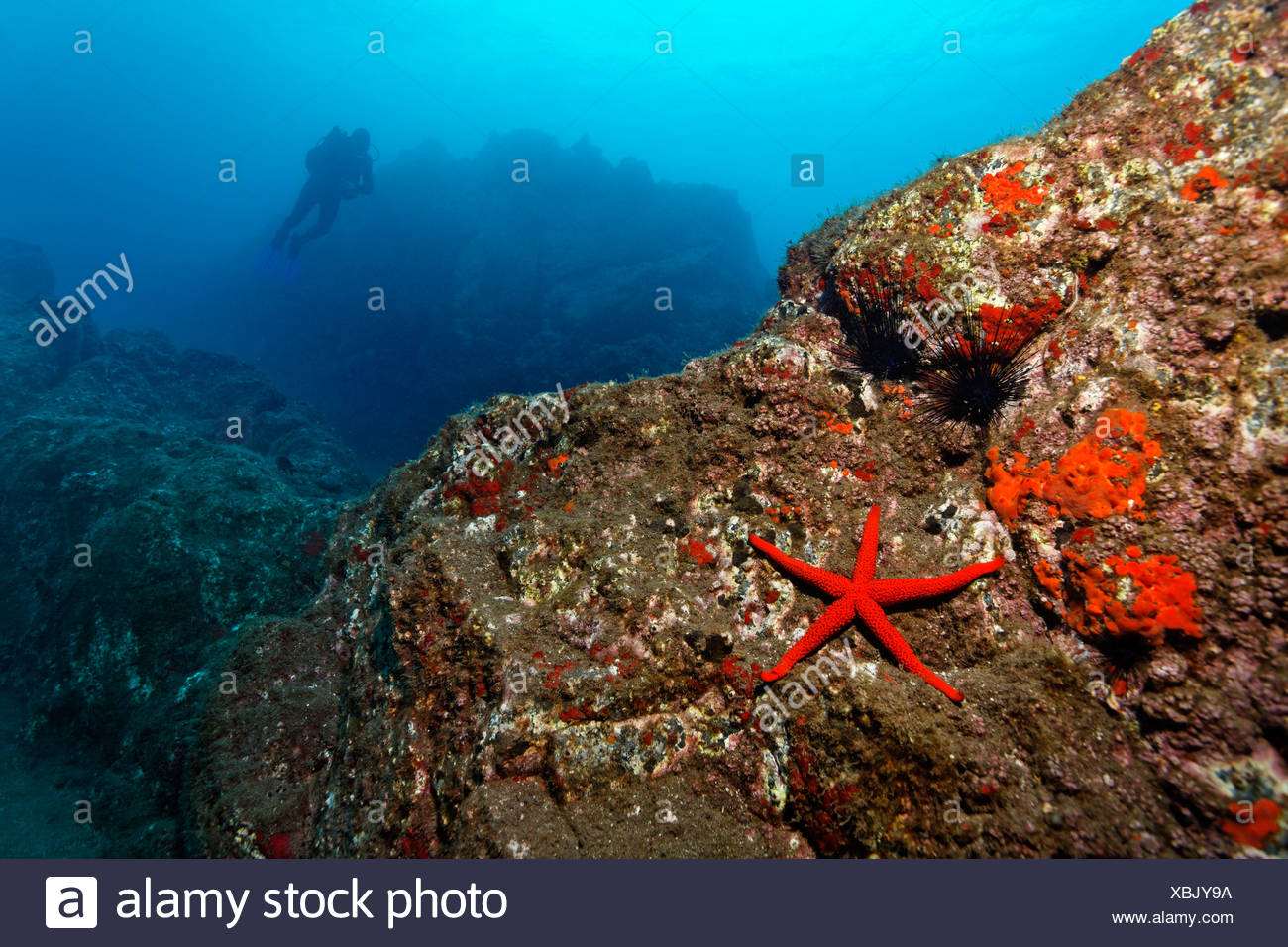 Paisajes submarinos rocosos, Estrella de mar roja (Echinaster sepositus), Acorn percebes (Balanus trigonus), Scuba Diver, Madeira Foto de stock