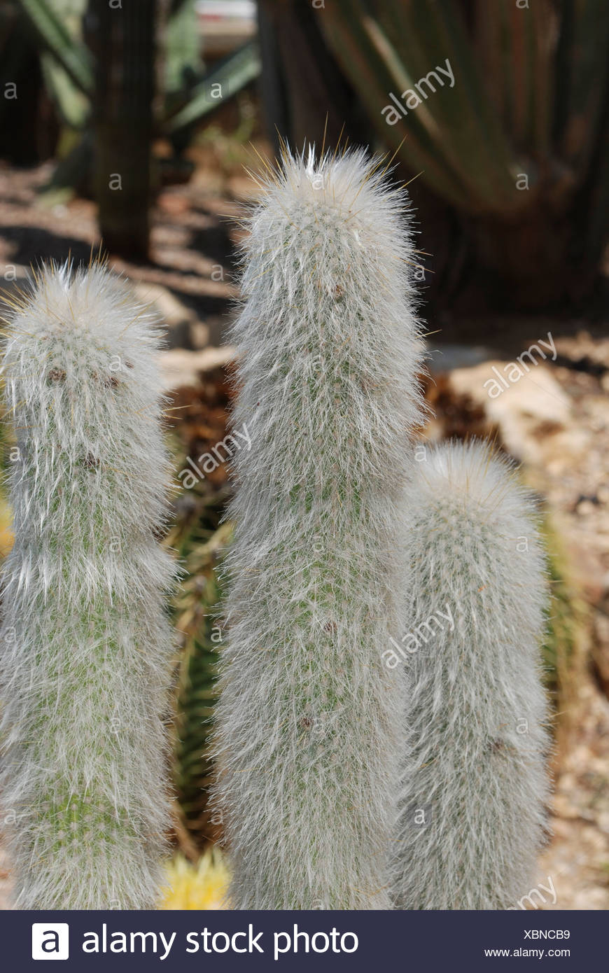 Espostoa Lanata antiguo hombre peruano Cactus desde el sur de Ecuador y Norte de Perú Foto de stock