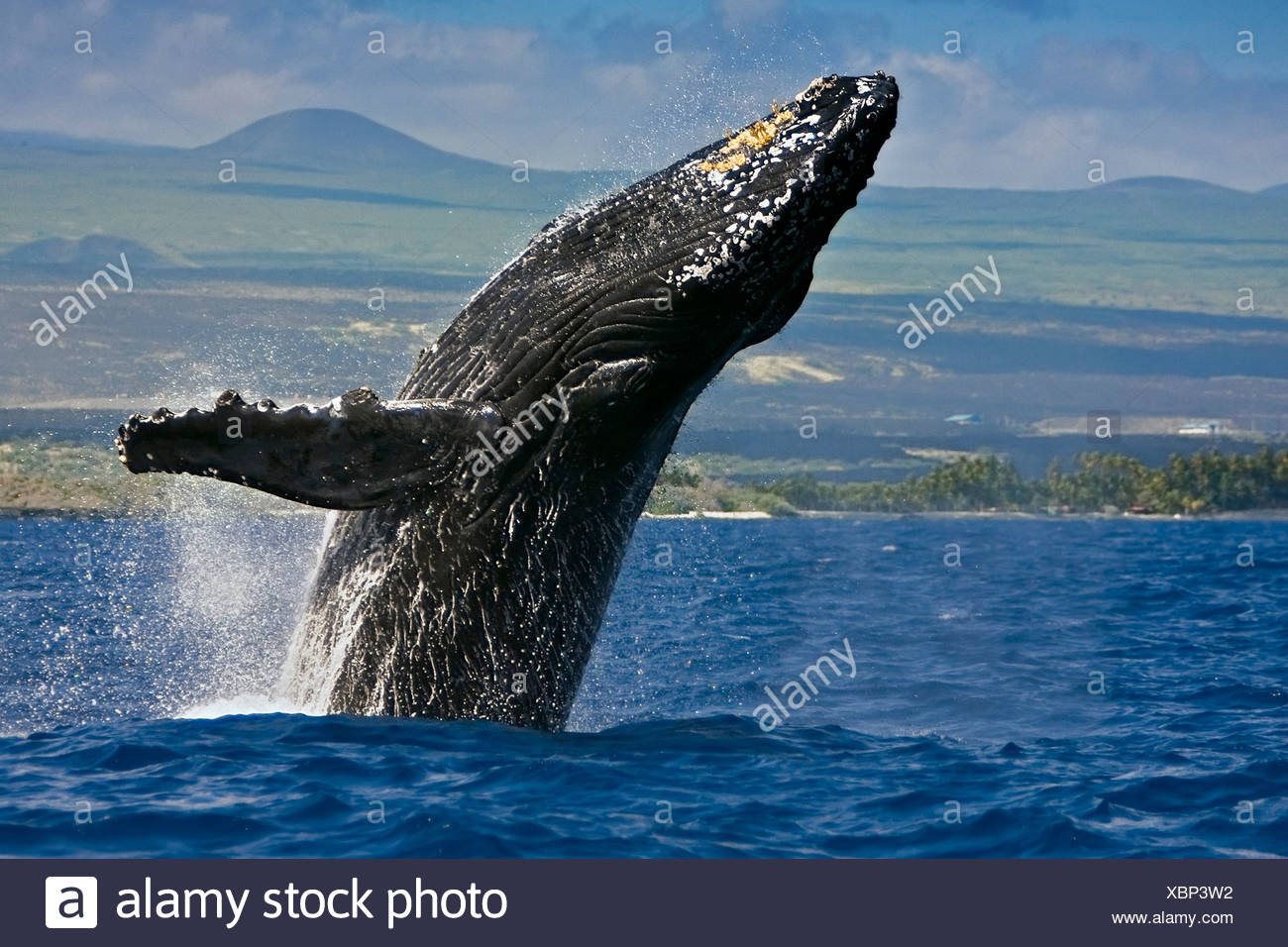 Delfines hawaiano, Stenella longirostris longirostris, cola, caminando, en Kona, Hawai Foto de stock