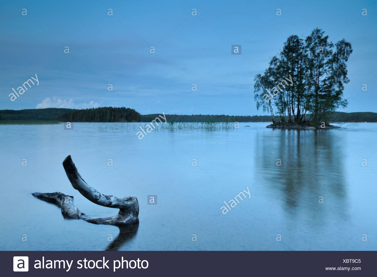 Escandinavia, Suecia, Vastergotland, tronco de árbol en el lago Foto de stock