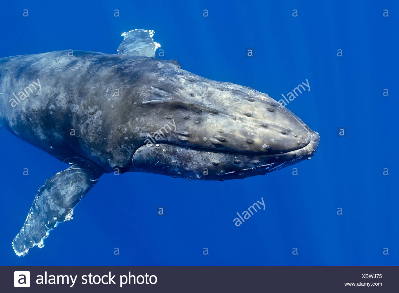 La ballena jorobada (Megaptera novaeangliae) Foto de stock