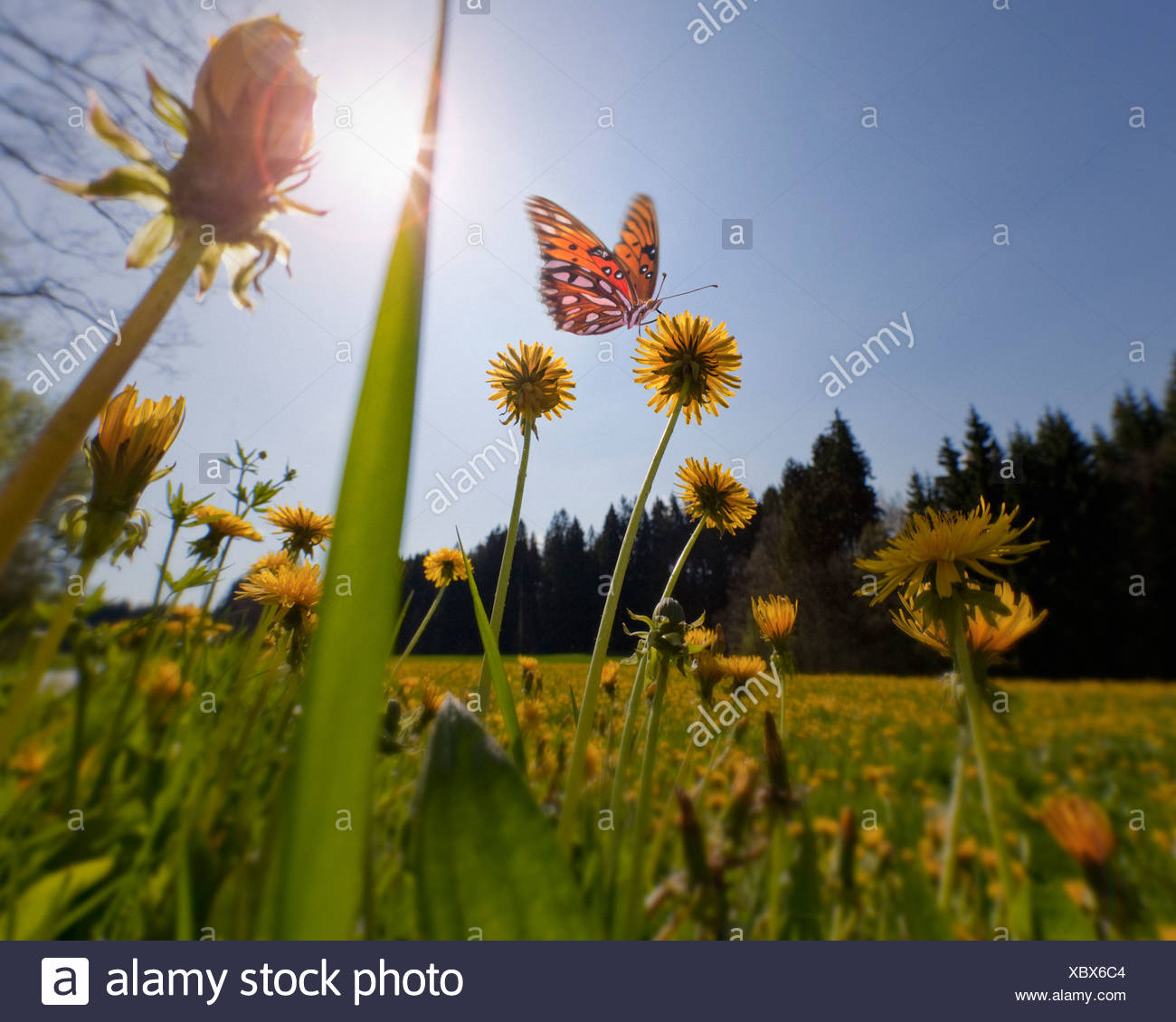 Concepto medioambiental: Spring Meadow (Alemania/Baviera) Foto de stock