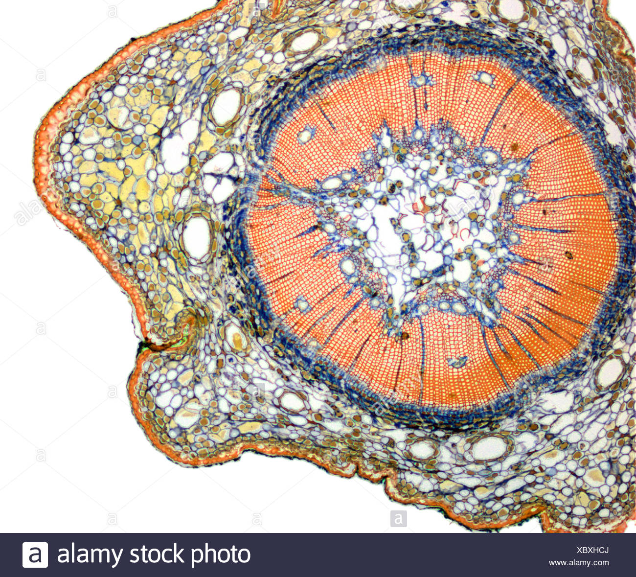 Cork Cambium Fotos e Imágenes de stock Alamy