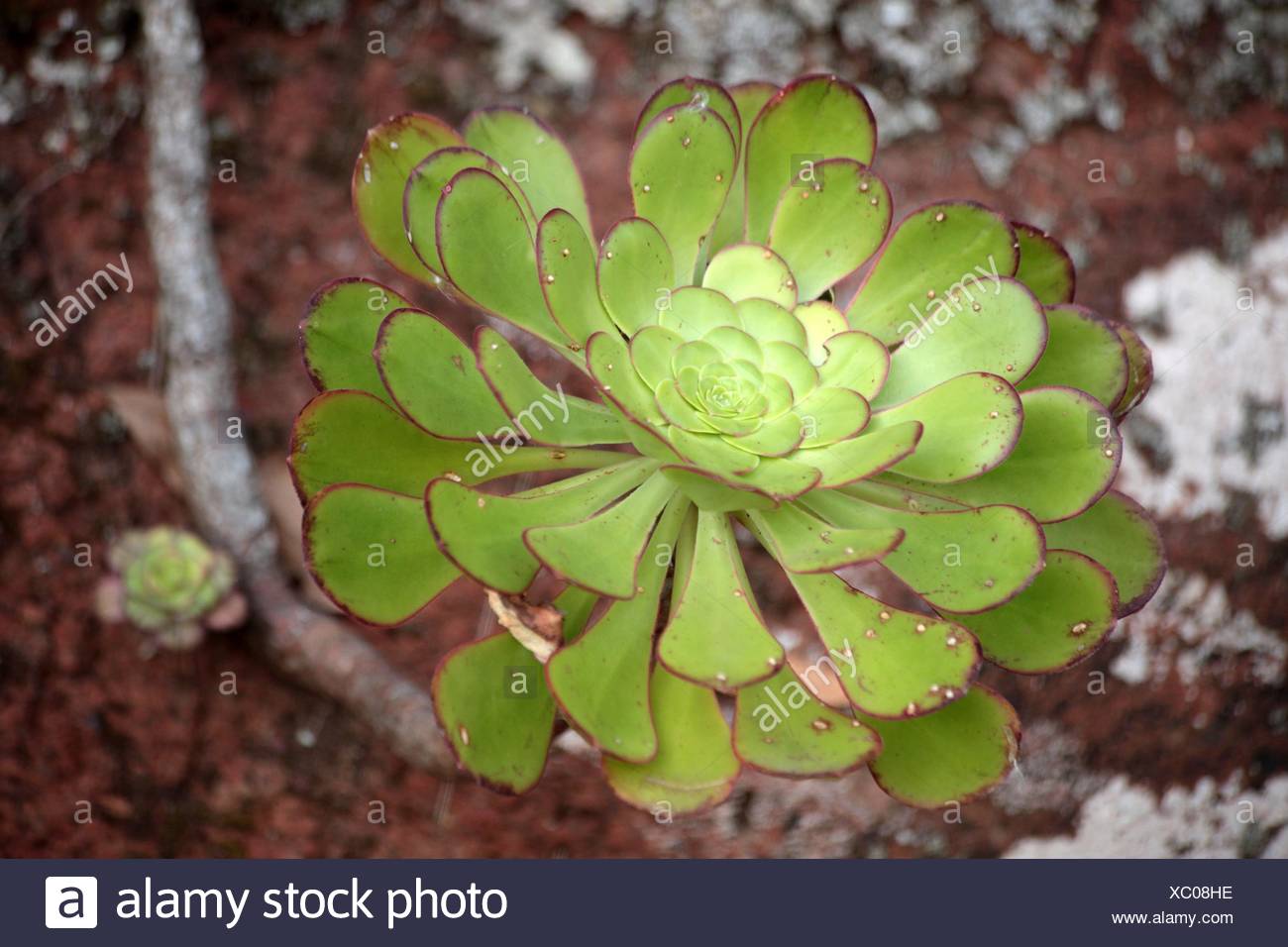 verodes
