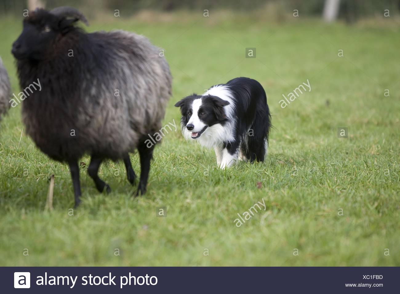 El pastoreo Border Collie Foto de stock