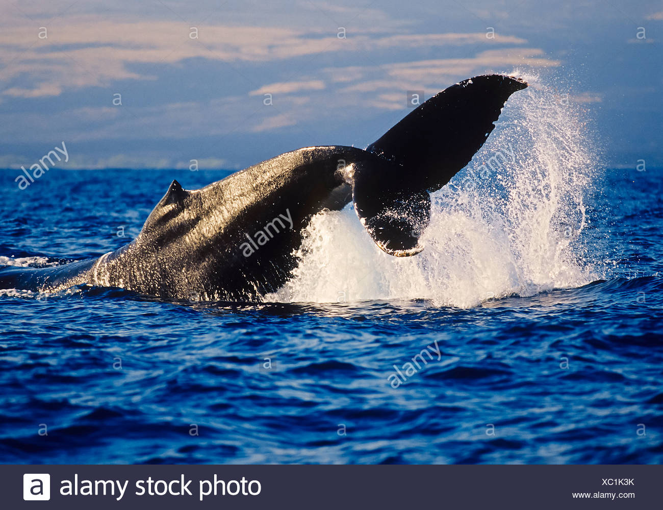 Ballena Jorobada mostrando pedúnculo comportamiento Throw Foto de stock