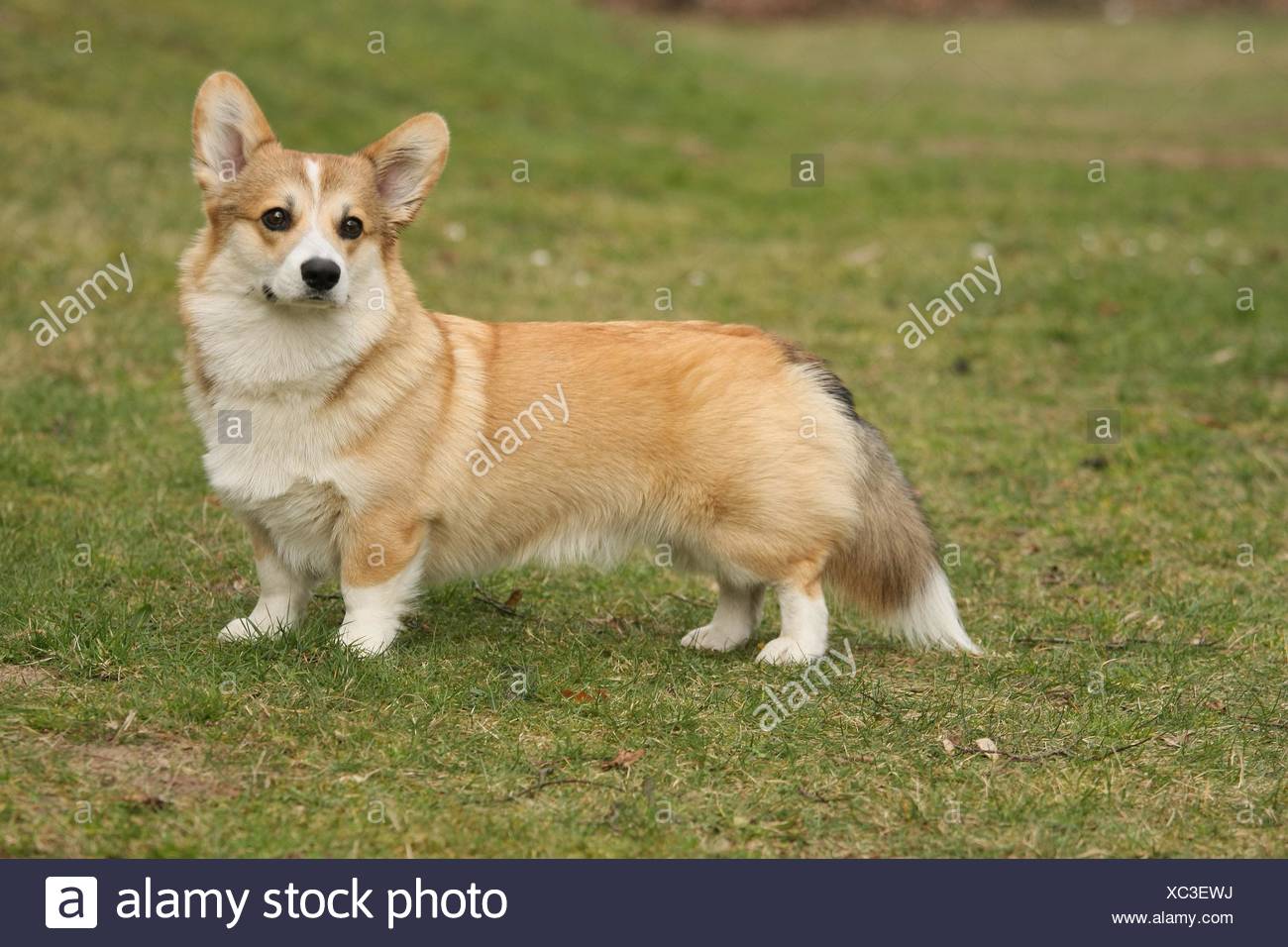 Welsh Corgi Pembroke Foto de stock