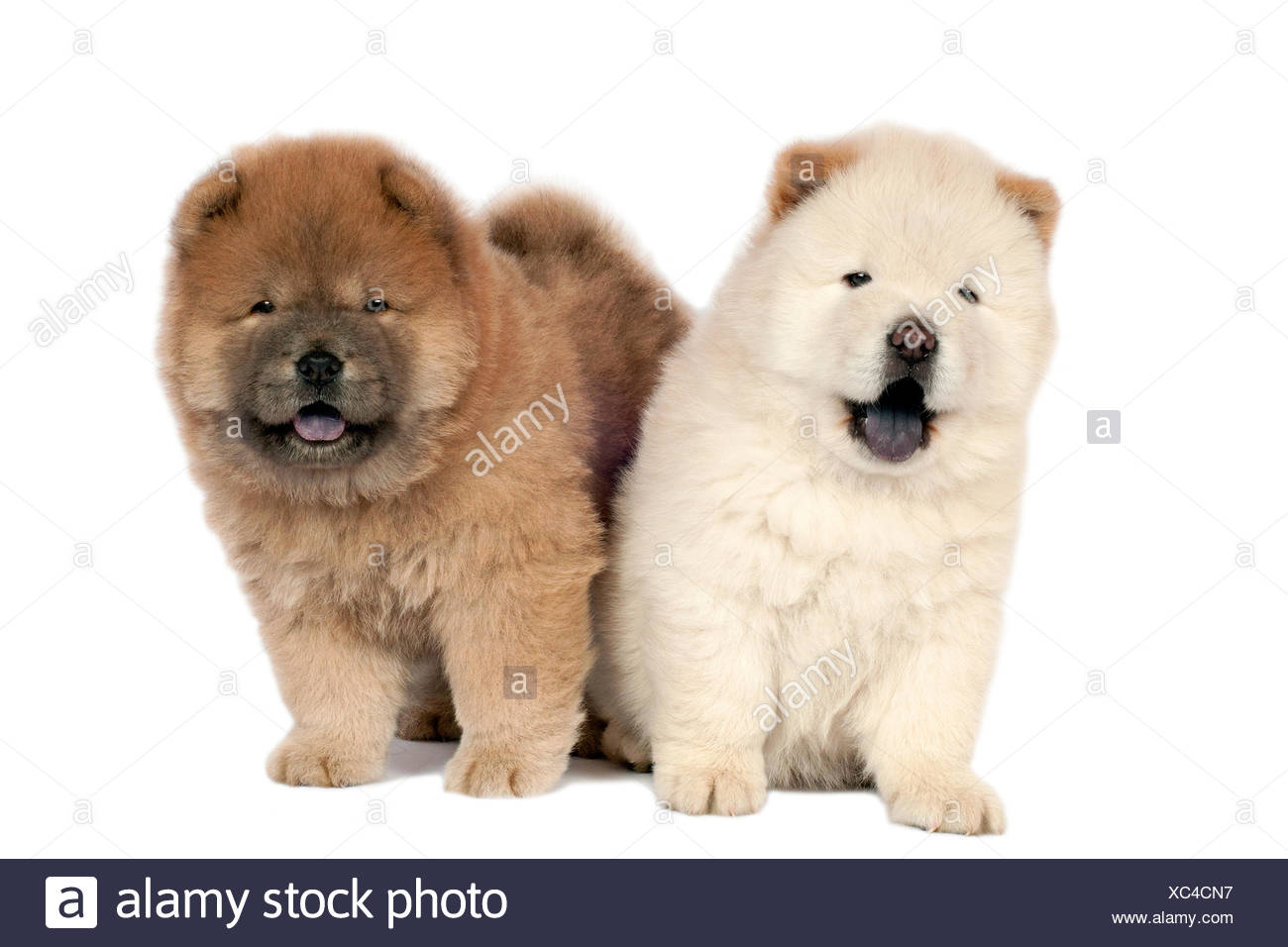 Dog Chow Chow Chow Chow China Fotos E Imagenes De Stock Pagina 4 Alamy
