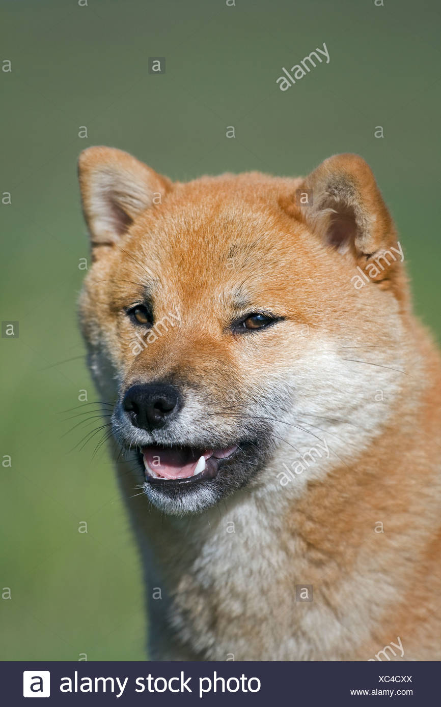 Shiba Inu hembra afuera cerca de Cochrane, Alberta, Canadá Foto de stock