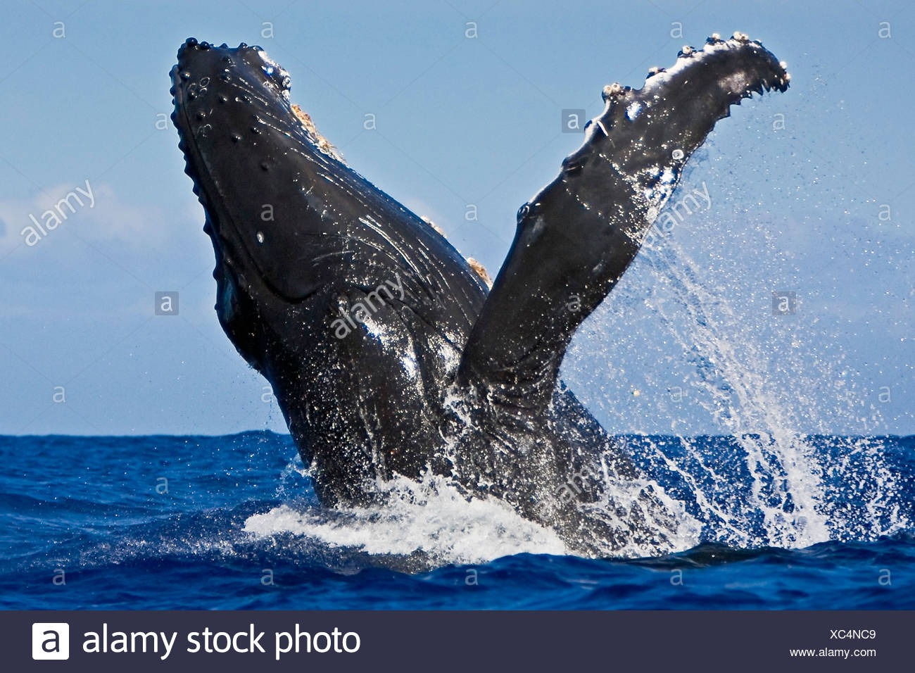La ballena jorobada, Megaptera novaeangliae Foto de stock