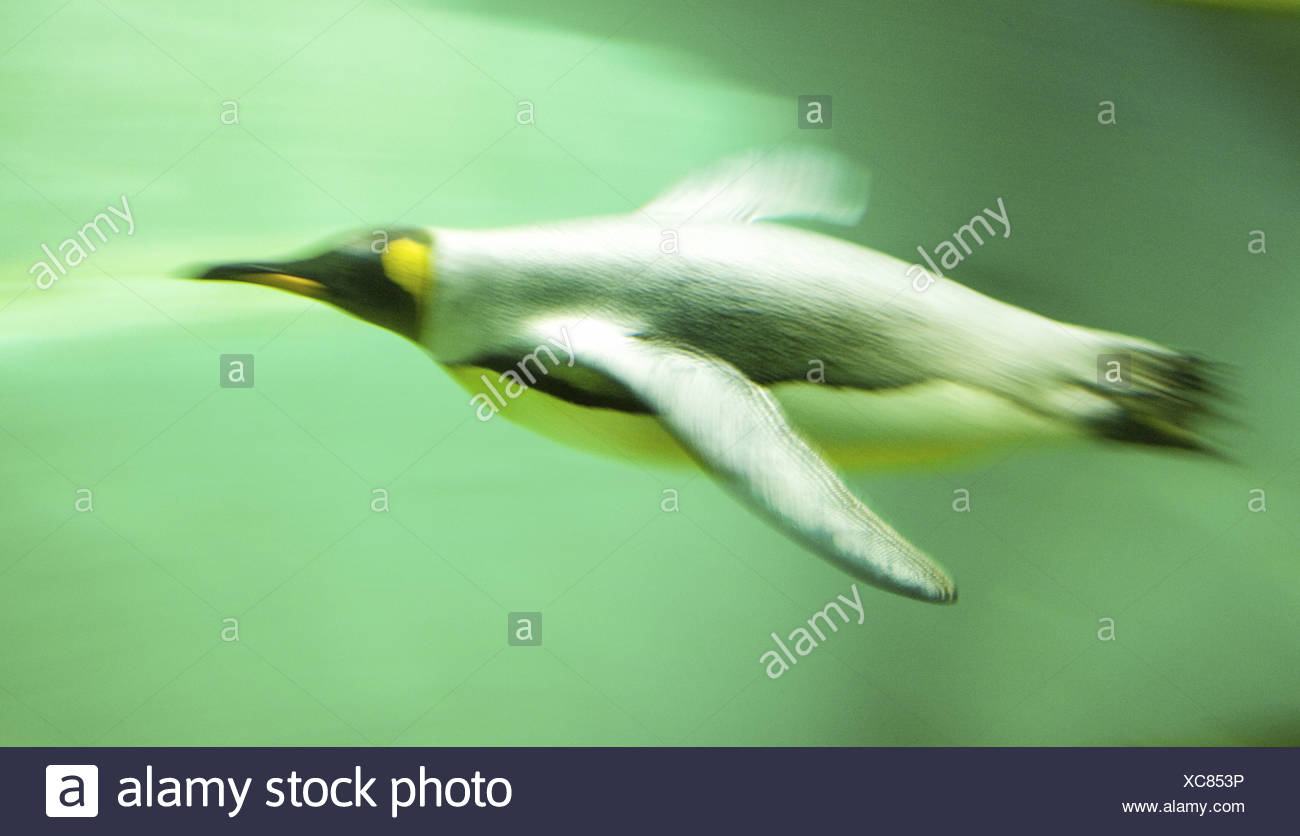 Kaiserpinguin beim Tauchen, Zoológico, Pinguin, Unterwasser Foto de stock