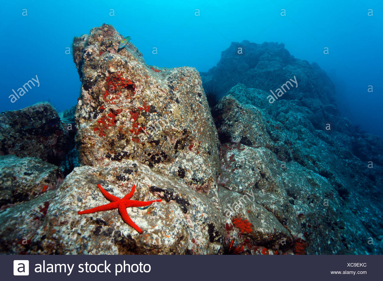 Paisajes submarinos rocosos, Estrella de mar roja (Echinaster sepositus), Acorn percebes (Balanus trigonus), Madeira, Portugal, Europa Foto de stock