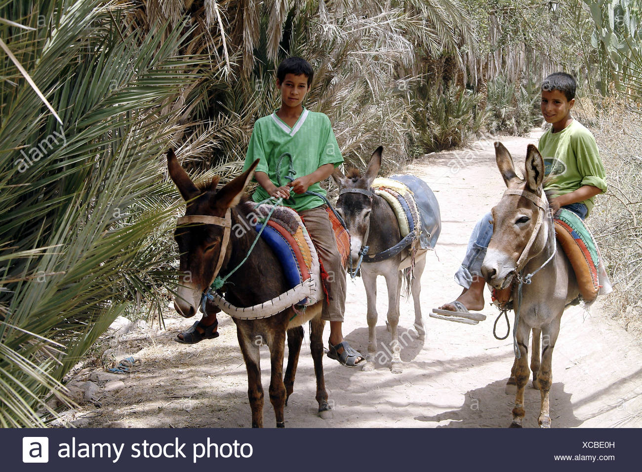 Marruecos, Tioute, oasis, boy, burro, ride, ningún modelo de liberación