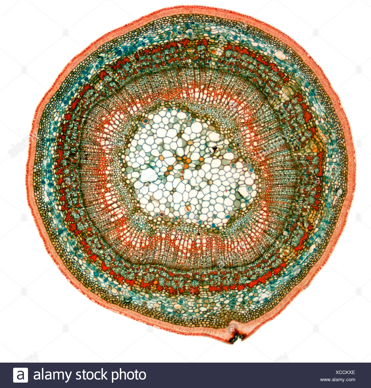 Cork Cambium Fotos e Imágenes de stock Alamy