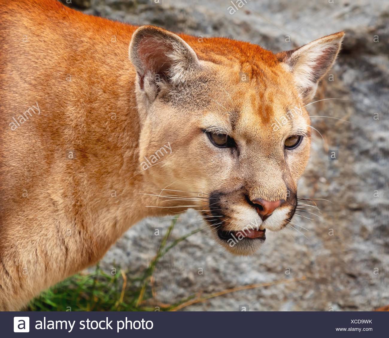 Mountain Lion Closeup Cabeza, Puma, Puma concolor predador, en Rocky  Mountain Fotografía de stock - Alamy