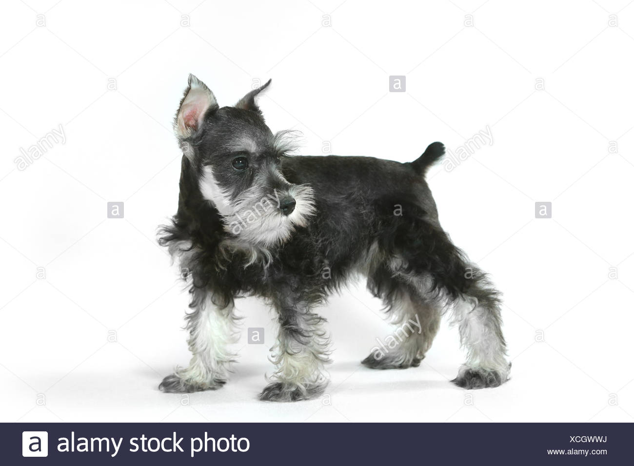 Bebe Lindo Perrito Schnauzer Miniatura En Blanco Fotografia De Stock Alamy