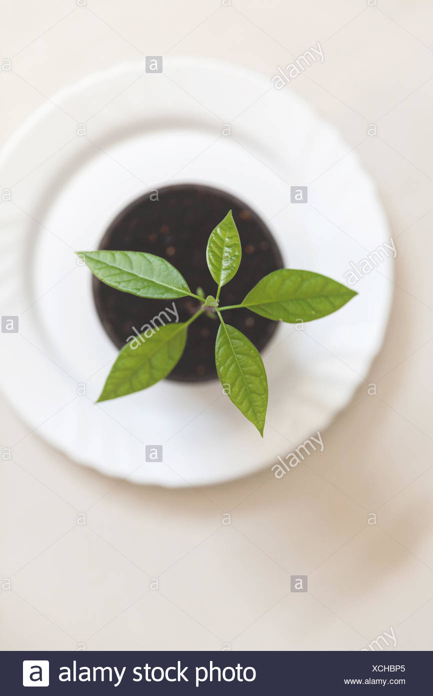 Vista aérea de un plantón en una maceta Foto de stock