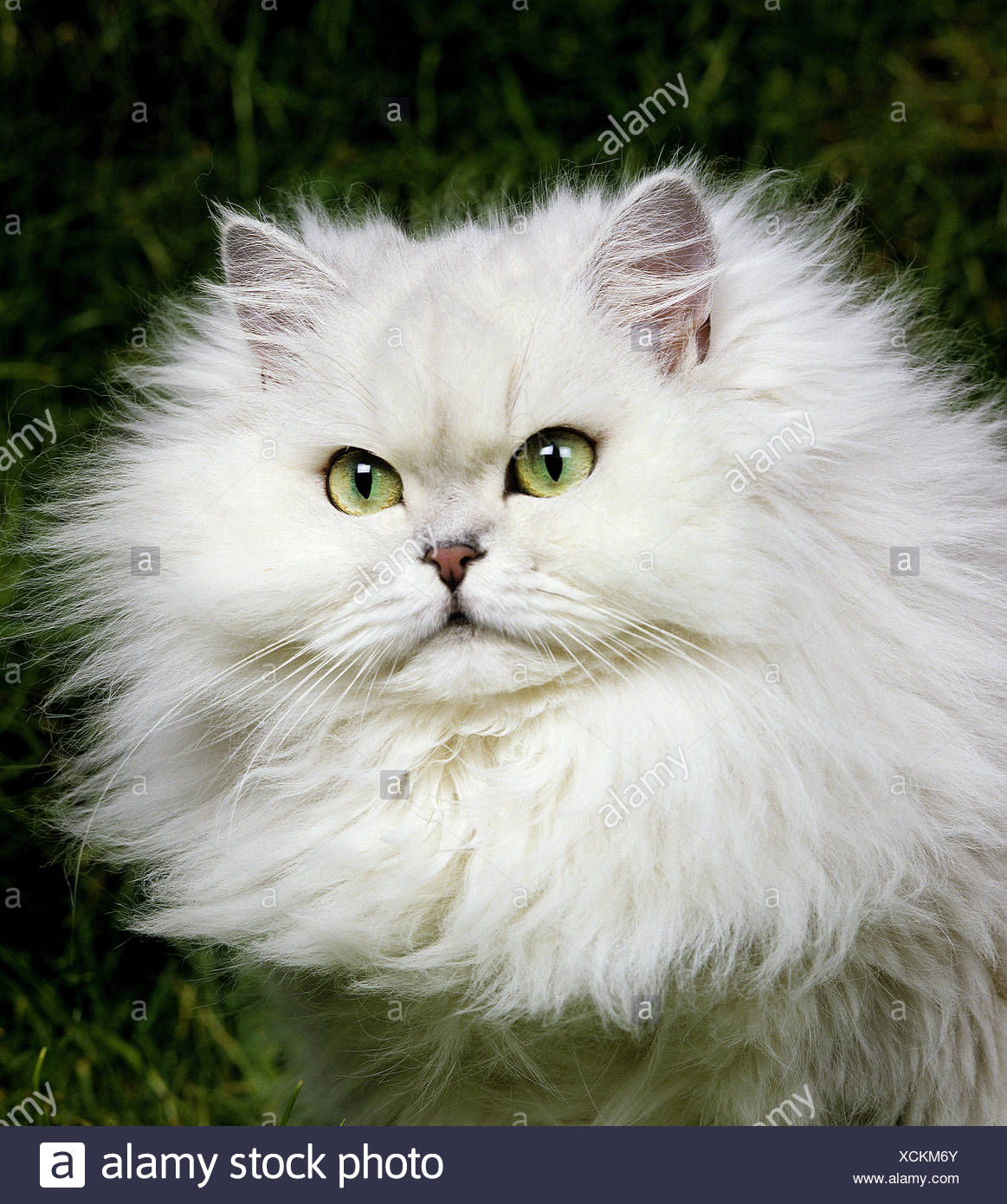 Chinchilla Persa Gato Domestico Retrato De Adulto Fotografia De Stock Alamy