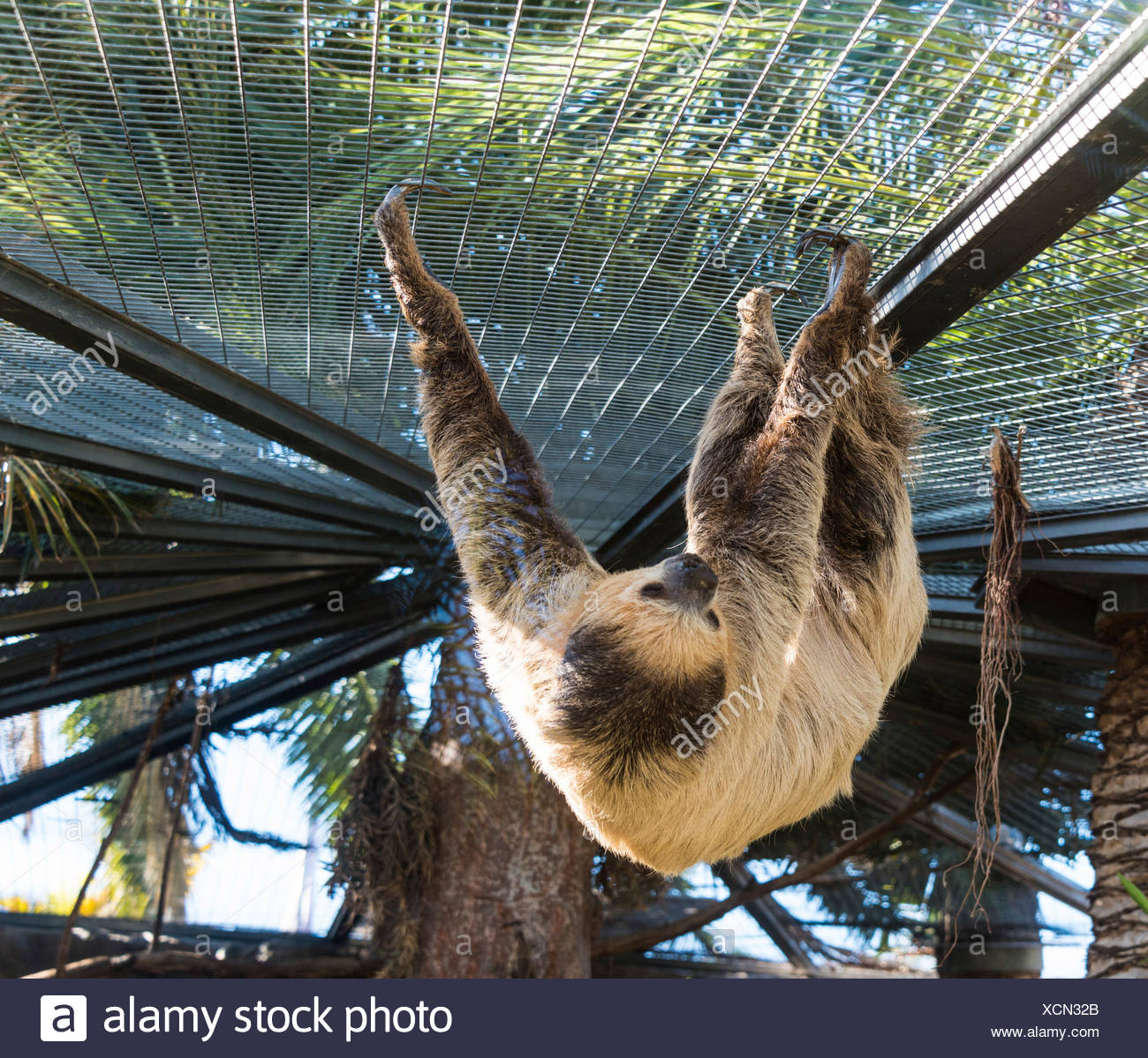 Linneo dos dedos cada sloth (Choloepus didactylus), cautiva Foto de stock